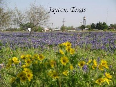 Jayton Texas Flowers