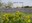 Jayton Texas Flowers